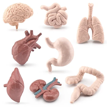 Cilvēka Rumpi Ķermeņa Orgānu Miniatūras Orgānu Anatomija Modelis Montessori Rotaļlietas Bērniem Savākšanas Figūriņas 8PCS Bērnu Izglītojošās Rotaļlietas