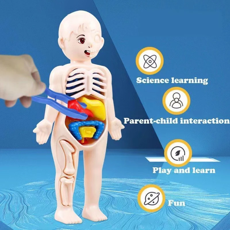 Jaunu Ēku Blokus, Uzstādīt Bērnu Izglītības un Zinātnes Cilvēka Ķermeņa Orgānu Puzzle Modelis DIY Samontēti Medicīnisko Izglītību Agrīnā vecumā Rotaļlietas