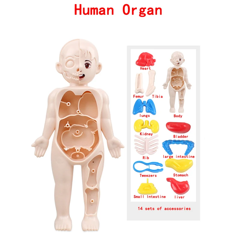 Jaunu Ēku Blokus, Uzstādīt Bērnu Izglītības un Zinātnes Cilvēka Ķermeņa Orgānu Puzzle Modelis DIY Samontēti Medicīnisko Izglītību Agrīnā vecumā Rotaļlietas