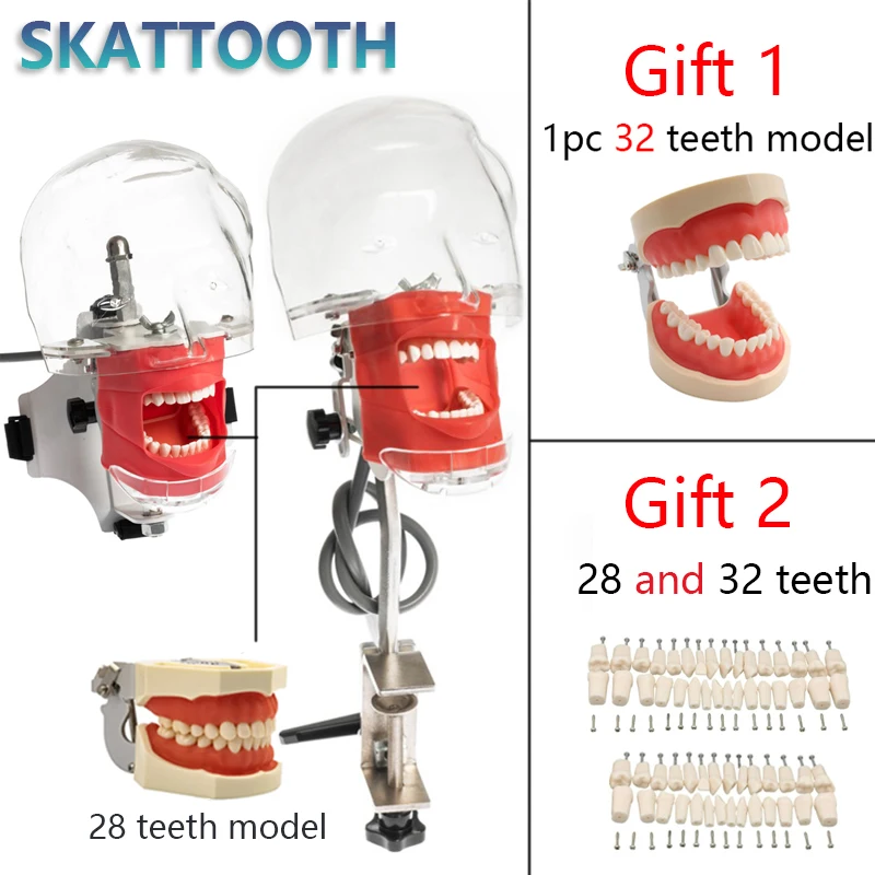 Vienkārši, Galvas Modelis ar Zobiem Zobu Simulators Phantom Modeļi Zobu Mācību Mācību Prakses Modeli, Zobārstniecības Iekārtas