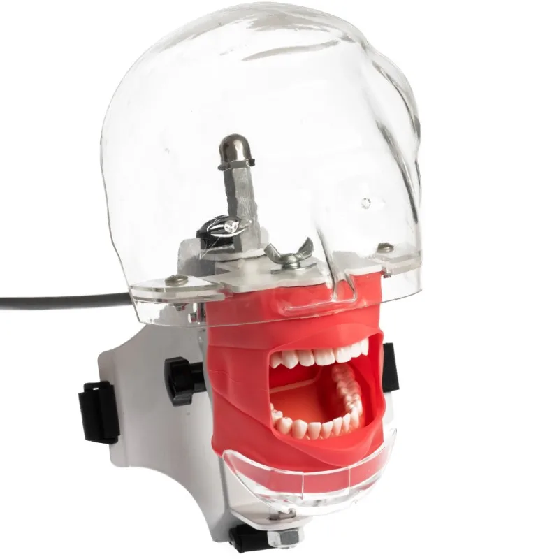 Vienkārši, Galvas Modelis ar Zobiem Zobu Simulators Phantom Modeļi Zobu Mācību Mācību Prakses Modeli, Zobārstniecības Iekārtas